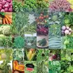 Countgreen Plus Vegetable Seeds Cobmo Seed, 2750 Per Packet