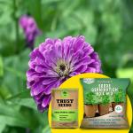 Trustbasket Purple Zinia OP, Desi Seeds With Free Germination Potting Soil Mix (1)
