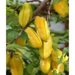 Cloud Farm Sweet Star fruit original grafted plant/green tree 