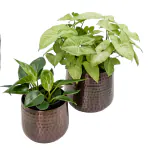 ARPHIBO Metal Planter Flower Pot (Iron) Antique Copper Hammered Set of 2 Sizes