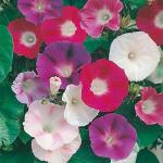 PARYAVARAAN Morning Glory Flower Seeds Morning Glory Seeds all colour for Home Gardening pack of 15 seeds