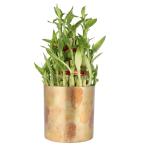 Ferns N Petals Three Layer Lucky Bamboo Plant In Metal Pot 4.5X4 inch