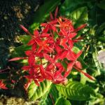 Cloud Farm Trothic Ixora Chethi Red Plant Healthy Flower CF[148]