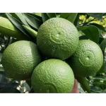 Cloud Farm Healthy Darjeeling Orange Healthy Plant Healthy Grafted Hybrid Plant Pack of 1 CF_1421