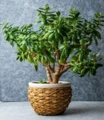 ONLINE PLANT BAZAR JADE PLANT(PACK OF-1)