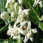 Platone Safed Aak Plant (KH-457)