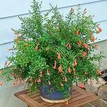 Zomoloco Pomegranate PlantBedana Plant297
