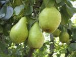 Online Plant Bazar Yellow Pear Nashpati Fruit Live Plant Grafted-N1