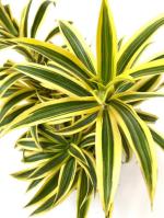 PLATONE Song Of India Plant (Hybrid, Pack Of 1)