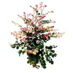 Ashokavanam Snow bush Plant (Breynia disticha)