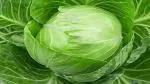 PLATONE Cabbage(Pack Of1)