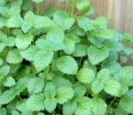 MOZETTE Exotic marigold yellow Seed (25 per packet)