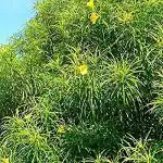 Kapebonavista Mexican oleander, Peeli kaner, Utonglei, Kolkaphul, Yellow Oleander, Lucky Nut, Thevetia peruviana Living Plant in poly bag