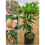 ASNOGMULDA long Chikoo Plant Grafted