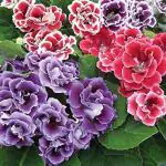 PARYAVARAAN Gloxinia Flower Bulbs Double Pack of 3 Bulbs