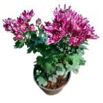 SENECIO Chrysanthemum Mixed Pink Purple Multicolor Guldaudi Shevanti Flowering Medicinal Ornamental LIVE Plant