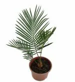 Studio Seed Sago Palm Cycas Revoluta Cycas Palm