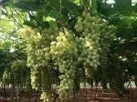 Cloud Farm Hybrid Anab e Shahi Grape Plant - 200 mm CF_O126