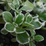 Ashokavanam Mexican Variegated mint plant (patharchur ajwain Karpuravalli)