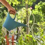 Sharpex Modern & Decorative Long Tip Watering Can (2L) for Home Gardening l Sprinkling Bucket | Heavy Duty PP Plastic Lightweight and Durable l For watering Plants, Flowers, Balcony, Terrace, Indoor/Outdoor Garden, Lawn, Patio(Blue)