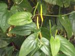 Plantzoin Long pepper Pipli Piper longum Pippali Live Plant