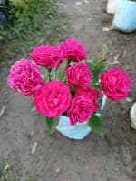 ONLINE PLANT BAZAR ROSE FLOWER PLANT(PACK OF-1)