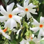 Marinetree parijat/HarsingarHarshringar / Parijatak flower Plant