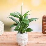 Cloud Farm Hybrid Peace Lily Plant - 200 mm CF651