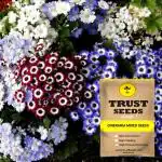 Trustbasket Multicolor Cineraria Mixed Flowers Seeds (1)