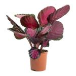 Garden Art Calathea Picturata Crimson Pink Indoor Outdoor Healthy Live Plants