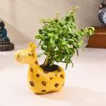 FlowerAura Air Purifying Live Indoor Jade Plant In Designer Giraffe Ceramic Pot For Living Room, Balcony, Table Decor, Home/ Office Decor, Birthday Gift, Diwali Gift & Occasions Gift