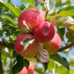 Cloud Farm Apple Healthy Fruit Plant (Apple Tree) This Variety is Supporting All India WeatherFrom Shimla-Himachal Pradesh. (Pack Of 1 Healthy),CF_N109
