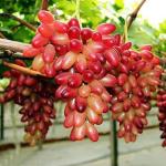 NSKON Imported Bonsai Red Grape Plant Seed (Pack Of 40)