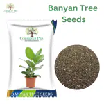 Countgreen Plus Banyan Tree Seeds, 100 Per Packet