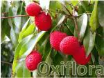 Oxiflora Tezpur Litchi Plant All Time Tropical Rare Exotic Dwarf Air Layered Lychee Tree , 1 Live Hybrid Litchi Fruit Plant
