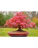 Acer Rubrum, Red Maple Fresh Tree Seeds