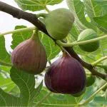 Cloud Farm Anjeer Turkey Fig Plant Common Ficus Tree Carica Edible Bearing Fruit Species Cultivar Mediterranean Turkish dwarf Rare,CF_N115