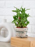 Nurturing Green Lucky Bamboo Plant With Green Mystique Pot
