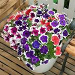PARYAVARAAN Flower Seeds - Petunia Double Mix Flower Seeds Hybrid Mixed Colour For Home Gardening (50 SEEDS ) PACK OF 2 PACKET