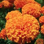 Flora Seeds Marigold Inca Orange Mixed Flower Seeds For Planting