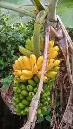 Cloud Farm Hybrid and Sweet Yellow Banana Banana Plant - 200 mm CF1089030411123