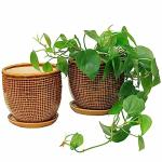 PLANTORI Big Size Ceramic Planter for Indoor Plants, Living Room(Brown, 5 inches, Pot with Tray)
