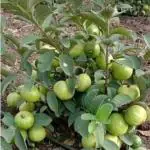 Online Plant Bazar Green Thai Alltime Super -10 Sweet Guava Live Plant