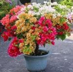 Online Plant Bazar Multicolor Rare Bougainvillaea Flower 5 To 7 Colours Grafted Live Plant
