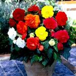 PARYAVARAAN Begonia Flower Bulb For Home Gardening pack of 5 Bulbs