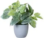 Artificial Fitunia Plant for Home Decor