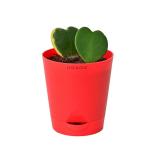 UGAOO Heart Hoya And Variegated Live Plant