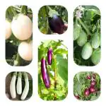 JIGNISHA SEEDS Organic Brinjal Desi 6 Type Of Vegetable Seeds In 1 Pack