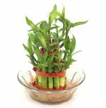India Gardening Lucky Bamboo 2 Layer Plant for Vastu and Feng Shui plant