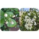CooPany Combo Fragrance Flower Plants Nitya Malli Beautiful and Jasmine Plant Pack of 2 Healthy Live Plant With Safe & Secure Packing